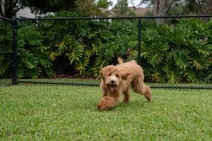 Dog run fencing fenton mo